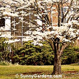 Cornus florida, Flowering Dogwood