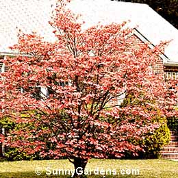 Cornus florida, Cherokee Chief Dogwood