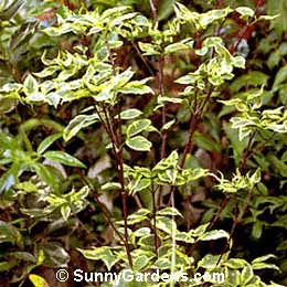 Cornus florida, Eastern Dogwood, Flowering Dogwood, Eastern Flowering Dogwood