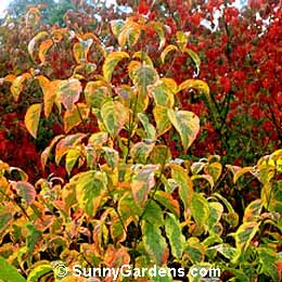 Cornus florida, Eastern Dogwood, Flowering Dogwood, Eastern Flowering Dogwood