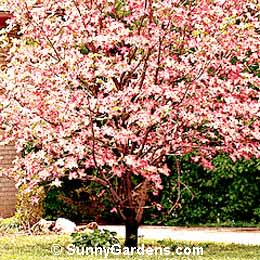 Cornus florida, Pink Flowering Dogwood