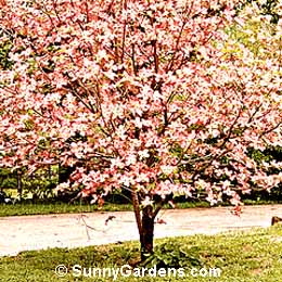 Cornus florida rubra, Dogwood