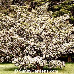 Cornus kousa, Kousa Dogwood