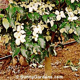 Cornus kousa chinensis, Chinese Dogwood