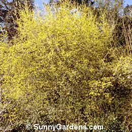 Cornus mas, Cornelian Cherry Dogwood, Cornelian Cherry