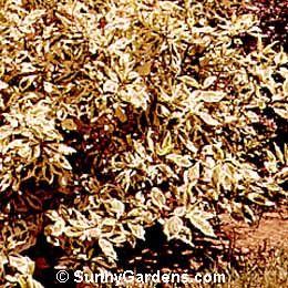 Cornus mas variegata, Variegated Cornelian  Dogwood