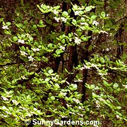 Cornus nuttallii, Pacific Dogwood, Mountain Dogwood