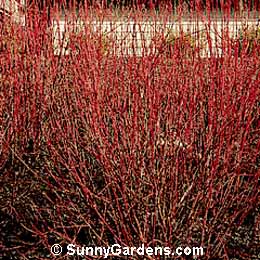 Cornus sericea, Redtwig Dogwood, Redosier Dogwood