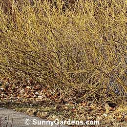 Cornus sericea, Yellowtwig Dogwood, Goldentwig Dogwood