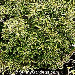 Cornus stolinifera, Redosier Stolinifera Dogwood