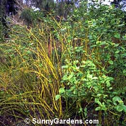 Cornus stolonifera, Yellowtwig Dogwood, American Dogwood