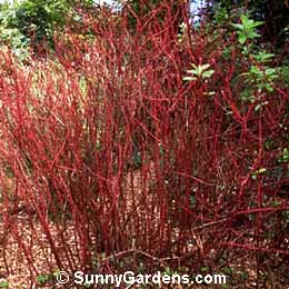 Cornus stolonifera, Isanti Dogwood, Redtwig Dogwood, American Dogwood