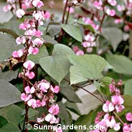 Dolichos lablab, Bean Hyacinth
