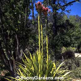 Doryanthes excelsa, Globe Spear Lily