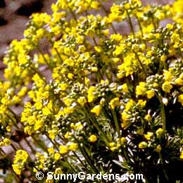 Draba oligosperma