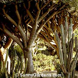 Dracaena draco, Dragon Tree