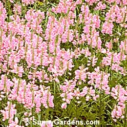 Physostegia virginiana, Obedient Plant, False Dragonhead, Lion's Heart, Physostegia speciosa