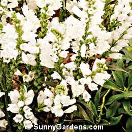 Physostegia virginiana, Obedient Plant, False Dragonhead, Viginia Lion's Heart, Physostegia speciosa