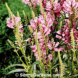 Physostegia virginiana, False Dragonhead, Obedient Plant, Physostegia speciosa