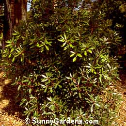 Drimys lanceolata, Mountain Pepper