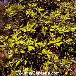 Drimys winteri, Winter's Bark