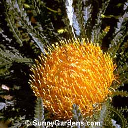 Dryandra formosa, Showy Dryandra