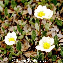 Dryas octopetala, Mountain Avens