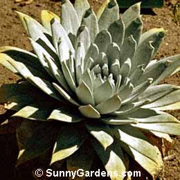 Dudleya brittonii