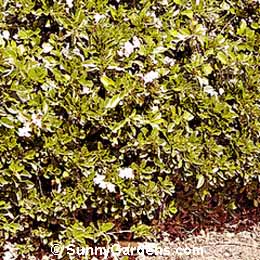 Duranta repens, Golden Dewdrop, Skyflower