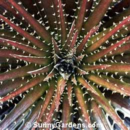 Dyckia encholiriodes