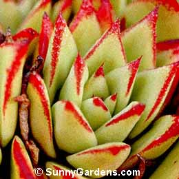 Echeveria agavoides, Urbinia agavoides