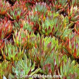 Echeveria atropurpurea