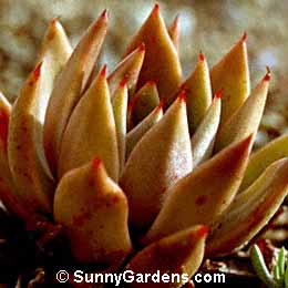 Echeveria cuspidata