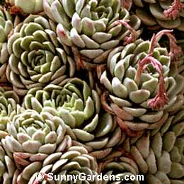 Echeveria elegans, Hen and Chicks, White Mexican Rose, Mexican Gem