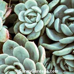 Echeveria elegans kesselringiana