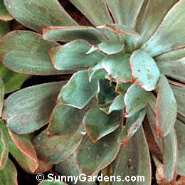 Echeveria gigantea