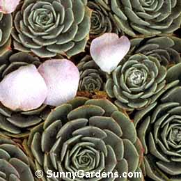 Echeveria x imbricata