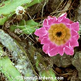 Echinocereus berlandieri, Echinocereus blanckii