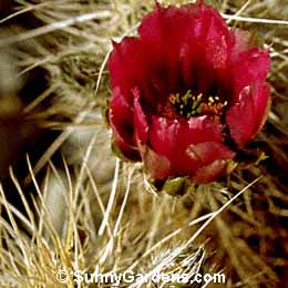 Echinocereus engelmannii