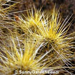 Echinocereus englemannii nicholii
