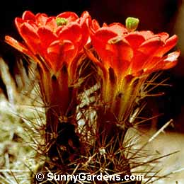 Echinocereus fendleri