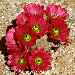 Echinocereus pectinatus pectinatus