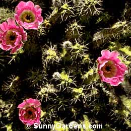 Echinocereus pentalophus, Hedgehog Cactus