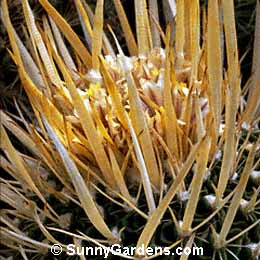 Echinofossulocactus multicostatus