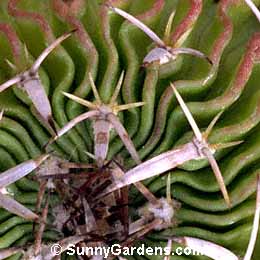 Echinofossulocactus pentacanthus