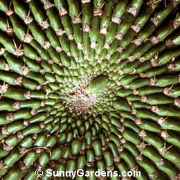 Echinopsis bruchii, Lobivia bruchii