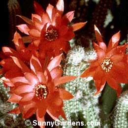 Echinopsis chamaecereus, Peanut Cactus, Chamaecereus sylvestrii