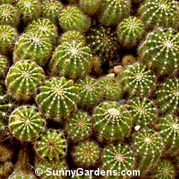 Echinopsis oxygona, Easter Lily Cactus, Sea Urchin Cactus