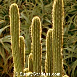 Echinopsis spachiana, Easter Lily Cactus, Sea Urchin Cactus, Trichocereus spachianus