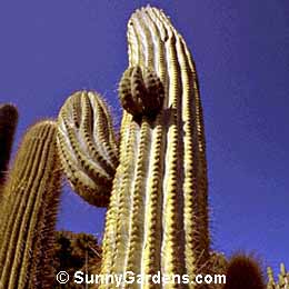 Echinopsis terscheckii, Trichocereus terscheckii
